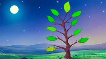 Tree with leaves and moon overhead